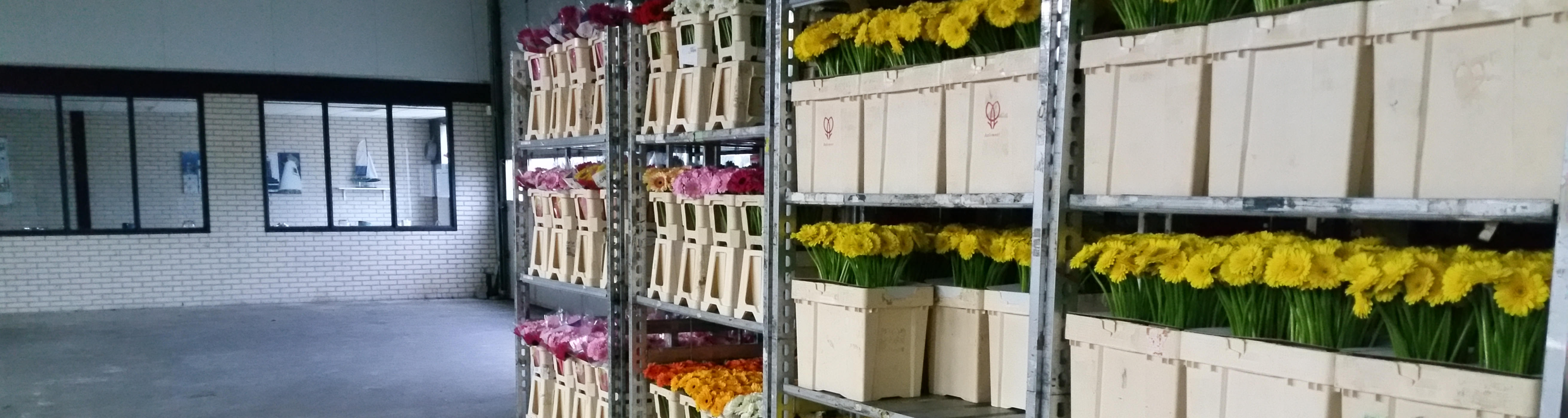 Technisch medewerker kwekerij Den Houter Gerbera Waddinxveen