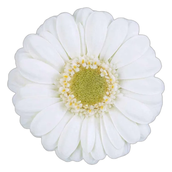Albino