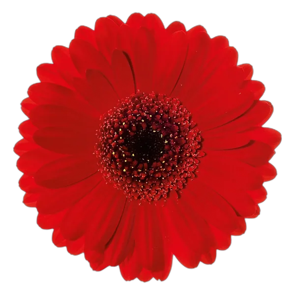 Suri