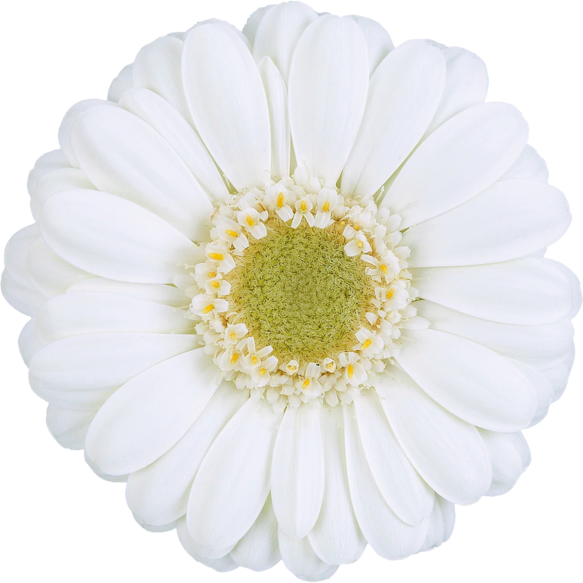 Albino