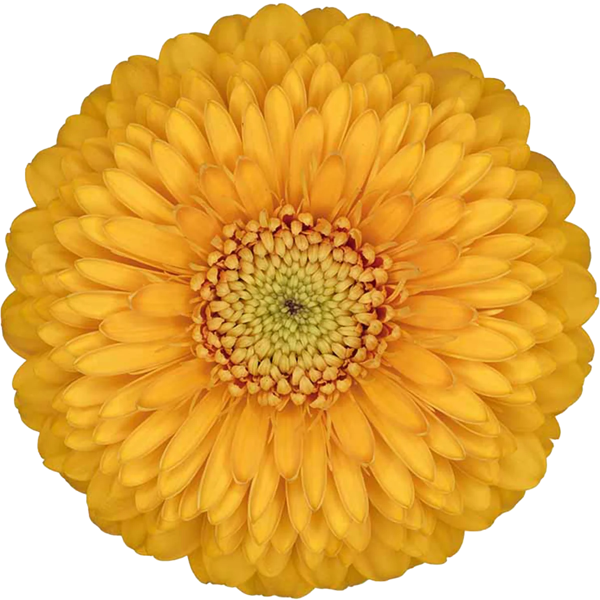 Honeydew
