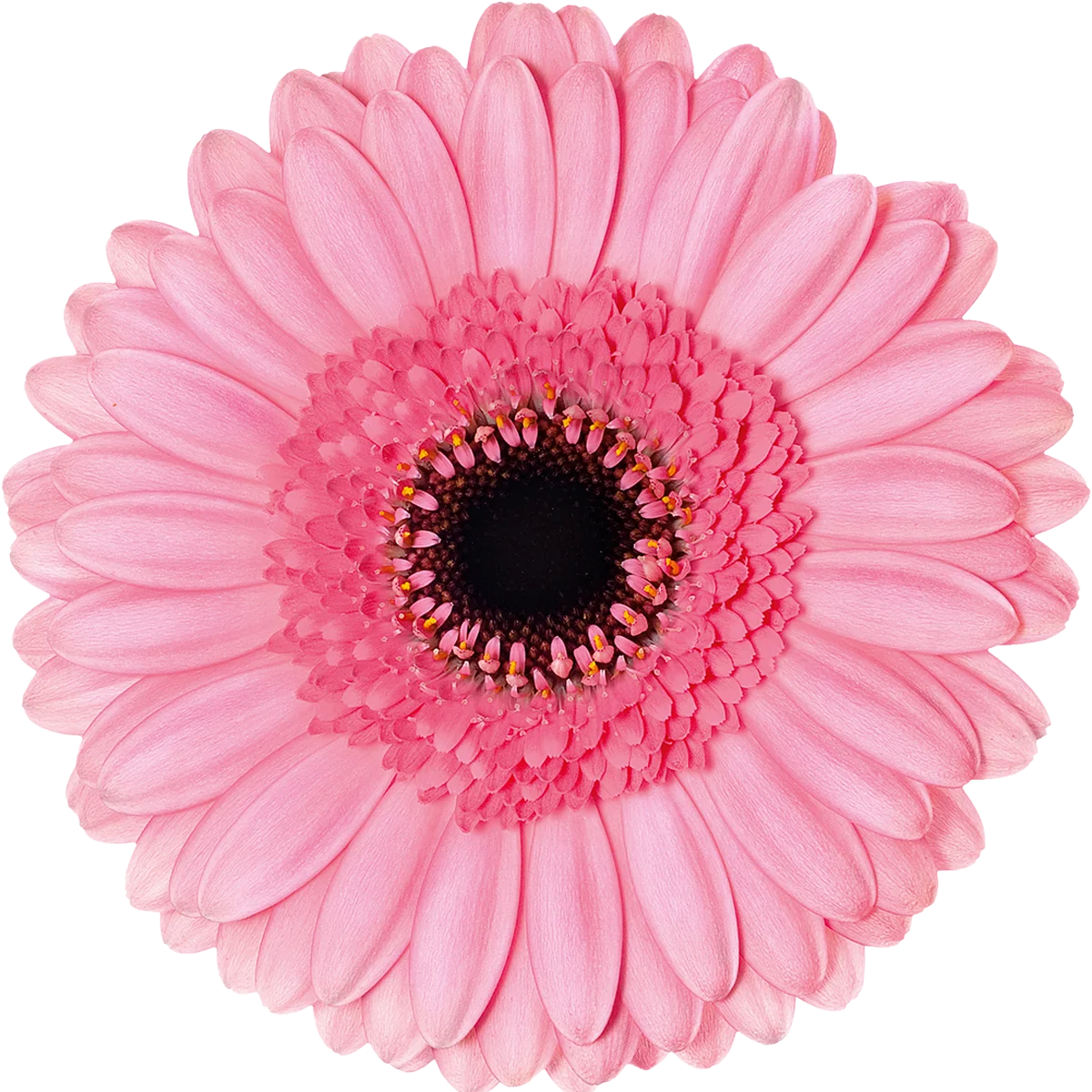 Petticoat