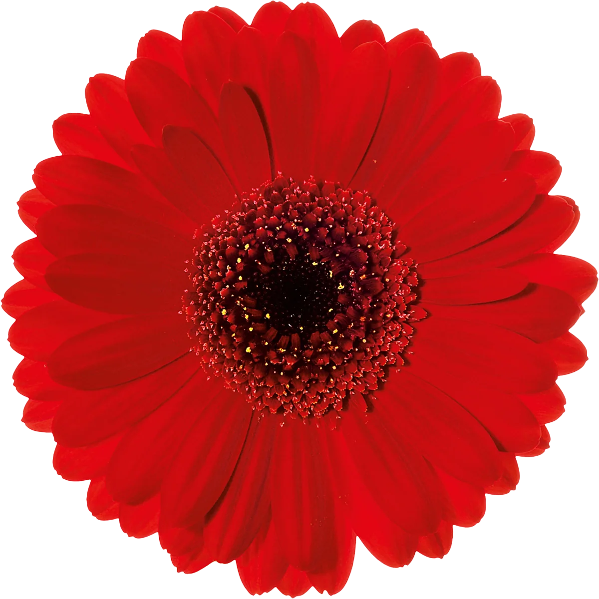 Suri